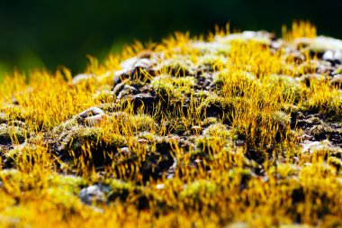 Sarı moss ormandaki kayada; Not alan sığ derinliği