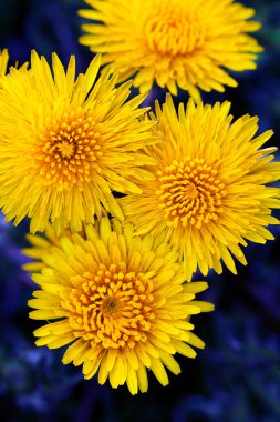 Yukarıdan alınmış dört karahindiba, koyu arkaplan.