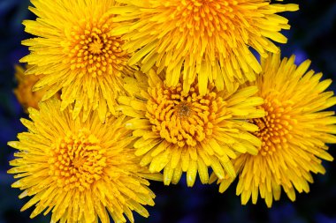 Yukarıdan alınmış beş karahindiba, koyu arkaplan.