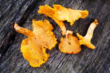 Ahşap bir masa üzerinde taze Cantharellus cibarius mantar