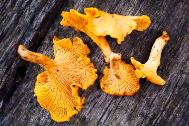 Ahşap bir masa üzerinde taze Cantharellus cibarius mantar