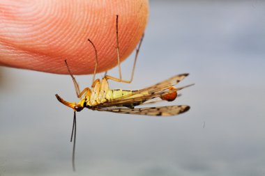 Bir adamın parmağında asılı küçük bir böcek.