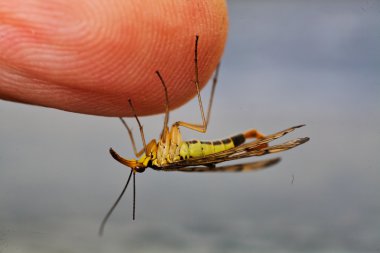 Bir adamın parmağında asılı küçük bir böcek.