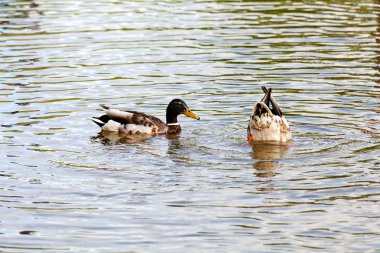 Bir çift ördek nehirde yüzüyor.