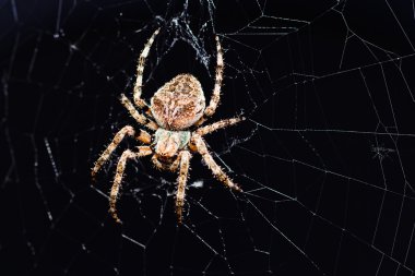 Siyah arkaplanda izole edilmiş bir örümceğin yakın plan görüntüsü; alanın sığ derinliğine dikkat edin
