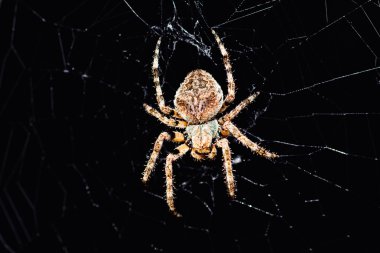 Doğal siyah arkaplanda izole edilmiş kahverengi örümceğin makro 'su; alanın sığ derinliğine dikkat edin