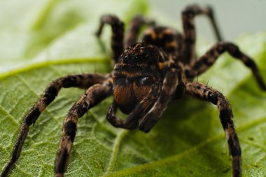 Yeşil yaprağın üzerindeki örümcek; alanın sığ derinliğine dikkat edin