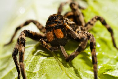 Yeşil yaprağın üzerinde oturan büyük bir örümceğin yakın plan; alanın sığ derinliğine dikkat edin