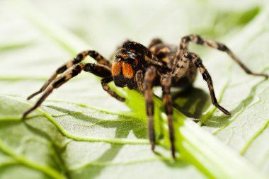 Büyük kahverengi sıçrayan bir örümceğe yakın çekim; alanın sığ derinliğine dikkat edin