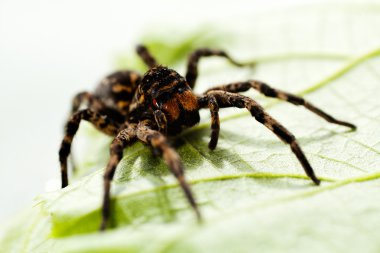 Yeşil yaprağın üzerinde oturan siyah örümceğe yakın çekim