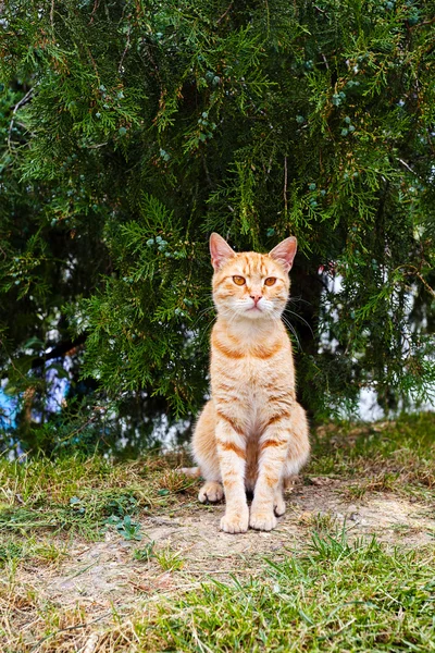 Domowy Rudy Kot Siedzi Pod Drzewem Patrzy — Zdjęcie stockowe