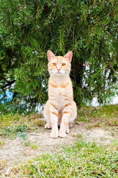Бытовая Рыжая Кошка Сидит Деревом Смотрит — стоковое фото