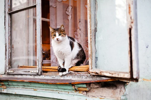 Chat Assis Sur Rebord Fenêtre Une Vieille Maison Gros Plan — Photo