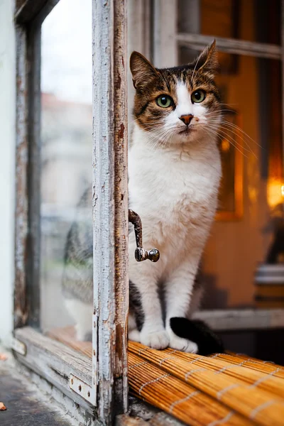Closeup Cat Sitting Windowsill — 스톡 사진