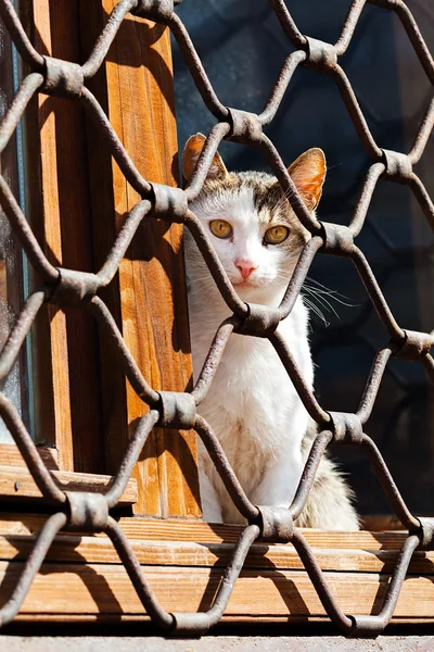Katze Sitzt Hinter Eisenzaun Und Wartet — Stockfoto