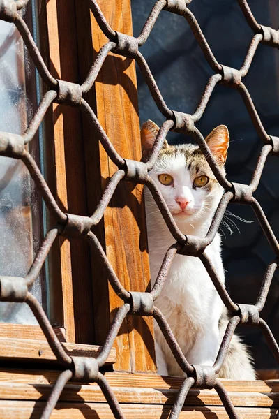 Katze Sitzt Fenster Hinter Eisenzaun — Stockfoto