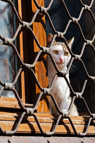 Katze Sitzt Fenster Hinter Eisenzaun — Stockfoto