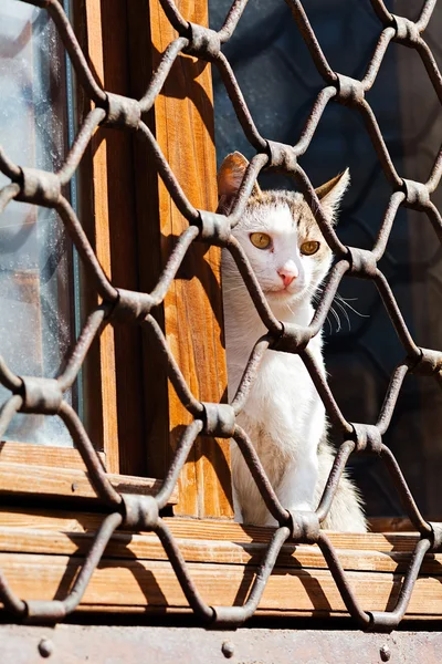Cat Sitting Iron Fence Waiting — 스톡 사진