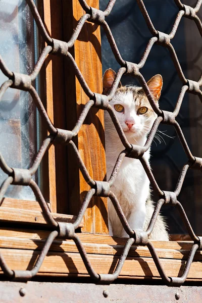 Chat Assis Sur Fenêtre Derrière Une Clôture Fer — Photo