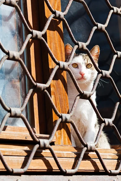 Katze Sitzt Fenster Hinter Eisenzaun — Stockfoto