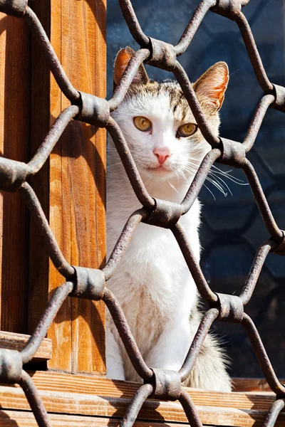 Nahaufnahme Einer Katze Die Hinter Einem Eisenzaun Sitzt Und Wartet — Stockfoto
