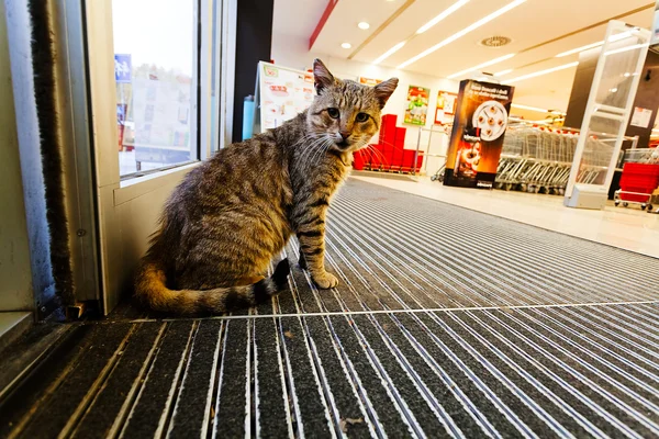 Cat Store Trying Get Warm — 스톡 사진