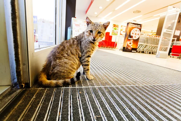 Cat Store Trying Get Warm — 스톡 사진