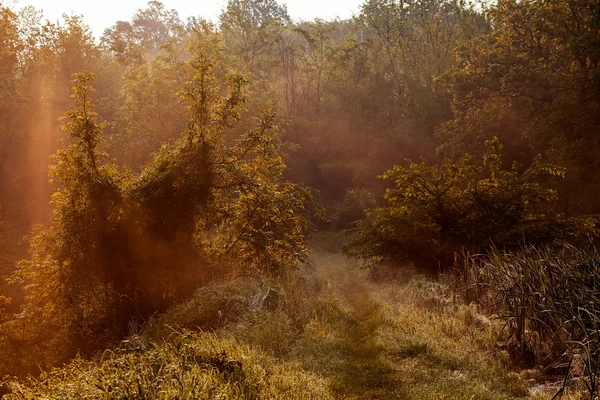 Passarela Vazia Outono Floresta Nebulosa — Fotografia de Stock