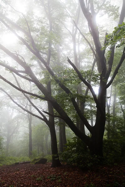 Nackte Bäume Mit Großen Ästen Nebligen Wald — Stockfoto