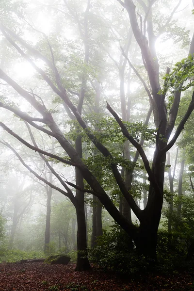 Nackte Bäume Nebligen Wald — Stockfoto