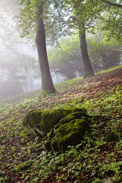 Wunderschöner Moosiger Felsen Mit Bäumen Hintergrund — Stockfoto