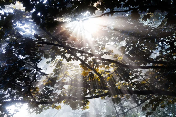 Rayos Luz Solar Que Atraviesan Copa Frondosa Los Árboles —  Fotos de Stock