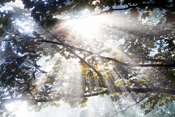 Sonnenstrahlen Die Durch Die Begrünte Baumkrone Kommen — Stockfoto