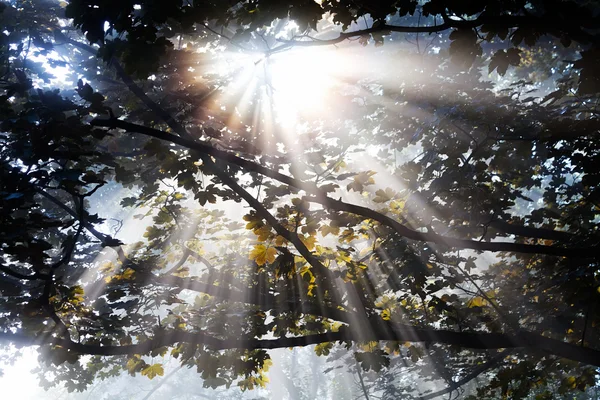 Промені Сонячного Світла Проходять Через Листкове Дерево — стокове фото