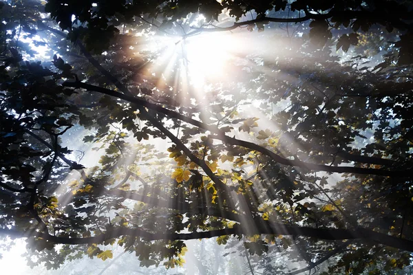 Rayos Luz Solar Que Atraviesan Copa Frondosa Los Árboles —  Fotos de Stock