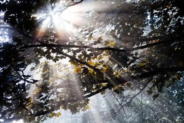 Луч Солнечного Света Проходит Через Листовую Верхушку Дерева — стоковое фото