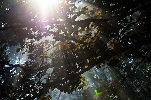 Rayos Luz Solar Que Atraviesan Copa Frondosa Los Árboles —  Fotos de Stock