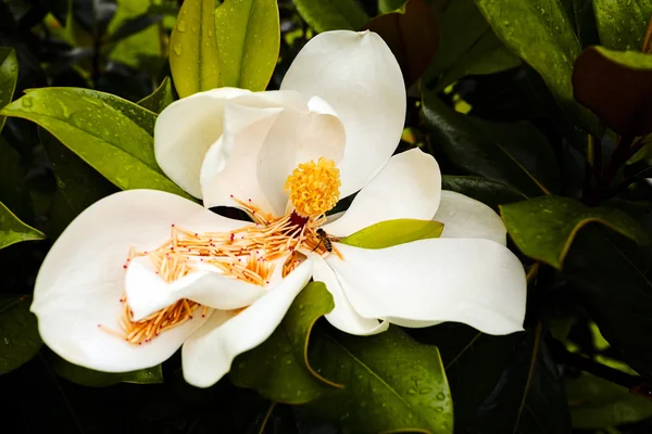 Κοντινό Πλάνο Του Όμορφου Λευκού Λουλουδιού Μανόλια — Φωτογραφία Αρχείου