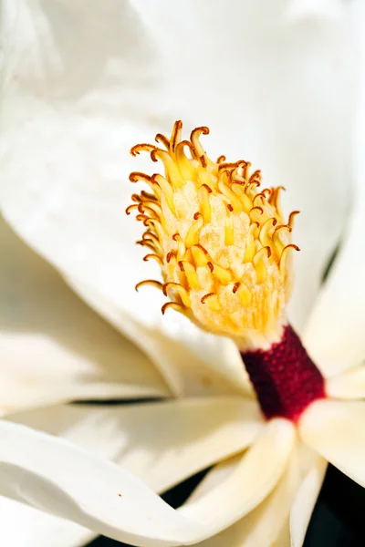 Closeup White Magnolia Stamen Vertically — Stock Photo, Image