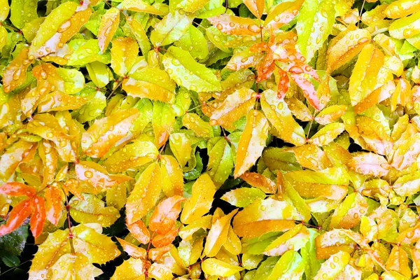 Gotas Lluvia Sobre Hojas Mahonia Amarillas Verdes —  Fotos de Stock