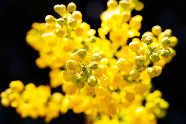 Arbustos Flores Mahonia Amarillas Sobre Fondo Negro —  Fotos de Stock