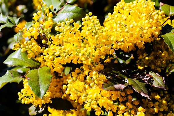 Sträucher Mit Gelben Mahonien Blüten — Stockfoto