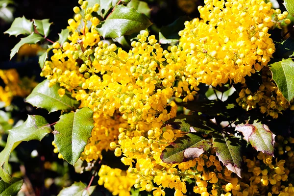 Sträucher Mit Gelben Mahonien Blüten — Stockfoto