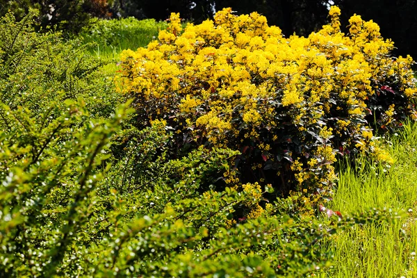 Arbusto Florido Bonito Mahonia Uva Oregon Parque — Fotografia de Stock