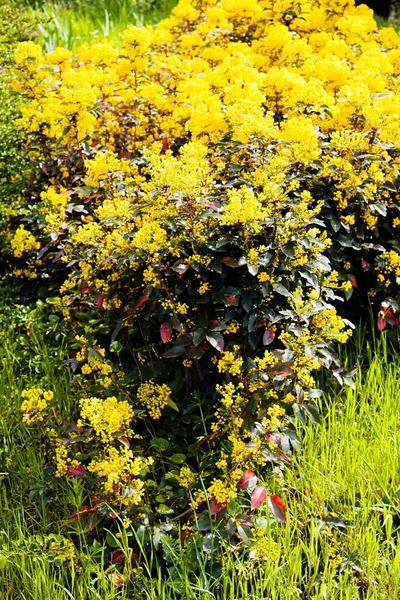 Sarı Mahonia çalı — Stok fotoğraf