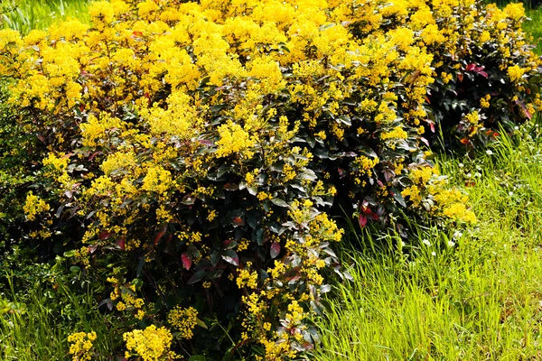Красивый Цветущий Куст Махонии Виноград Орегона Парке — стоковое фото