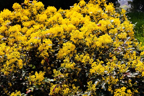 Primer Plano Del Arbusto Florecido Mahonia Uva Orégano Parque — Foto de Stock