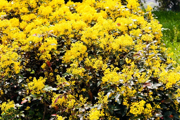 Closeup Arbusto Florescido Mahonia Uva Oregon Parque — Fotografia de Stock