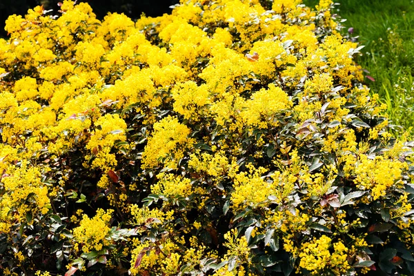 Primer Plano Del Arbusto Florecido Mahonia Uva Orégano Parque — Foto de Stock