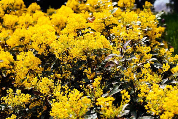 Aglomerados Flores Folhas Verdes Arbusto Mahonia — Fotografia de Stock